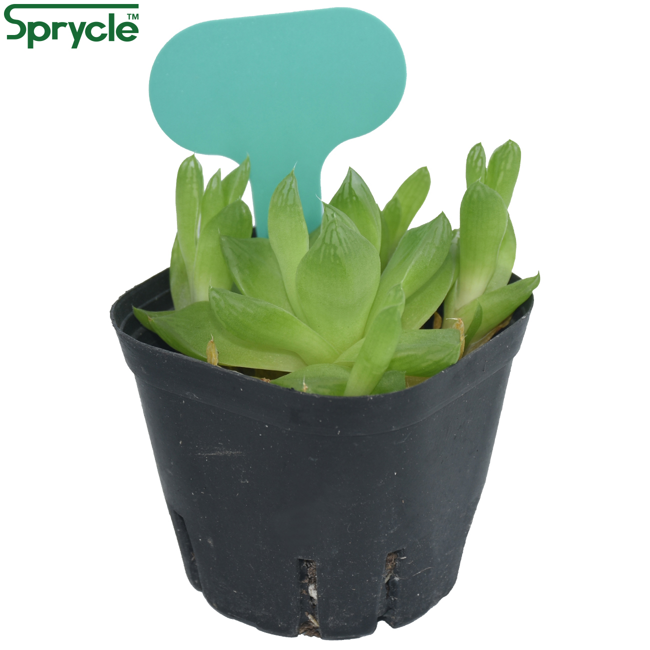 SPRYCLE 50PCS 50*70MM Colorful - Plant Label Tags recension och pris